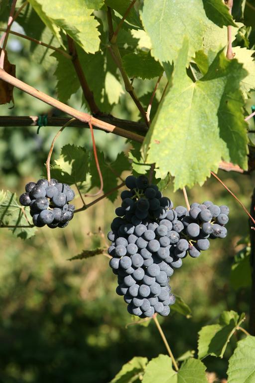 Tenuta Santini Villa Coriano Kültér fotó