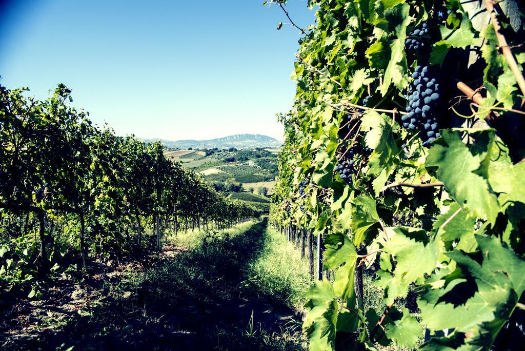 Tenuta Santini Villa Coriano Kültér fotó